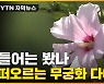 [자막뉴스] 히비스커스보다 3배 더..? 새로운 효능 발견