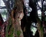 [포토친구] 주목나무