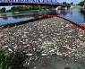 독일~폴란드 오데르강서 수십만t 물고기 집단폐사