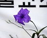 [포토친구] 보라색 꽃