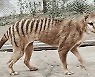 멸종동물 '태즈메이니아 호랑이', 90년만에 되살린다