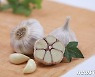 서산시 '6쪽마늘' 판로 다각화 농가소득 증대 나서