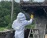 "추석명절,  벌 쏘임·예초기 사고 급증"..경북소방본부 '주의'