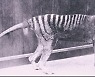 1936년 멸종된 태즈메이니아 호랑이 복원 86년만에 추진