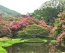 [사진] 한폭의 수채화.. 배롱꽃 만발한 담양 명옥헌원림