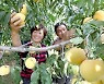[PRNewswire] Xinhua Silk Road: Peach farmers in E. China's Mengyin embrace