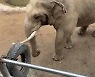 동물원 우리안에 아이 신발 떨어지자..코끼리가 코로 주워 건넸다