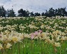 부안 변산마실길 제2코스, 붉노랑상사화 이달 말 절정 전망
