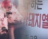 강원 양구군서 아프리카돼지열병 확인..48시간 이동중지령