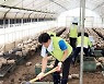서울농협, 집중호우 피해농가 복구에 인력 지원