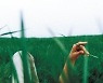 '그리고 행복하다는 소식을 들었습니다'[바람개비/윤태진]