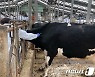 파주시, 구제역 예방 532개 소·염소 농가 백신 일제 접종