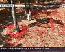 [60초 경남] '참사랑' 남해 꽃무릇 장관
