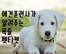동해 망상오토캠핑장에서 반려동물 주제 펫티켓 '드론 라이트쇼' 연다