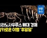 [영상] 티라노사우루스 렉스 뼈대 아시아 첫 경매..낙찰 추정가 무려