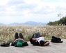 케이블카 타고 등산.. 해발 1,000m '억새평원'의 가을 [박준규의 기차여행, 버스여행]