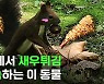 [스브스뉴스] 커뮤에서 난리난 가을 숲 새우튀김 요리사의 정체 (=청설모)