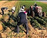 농협퇴직 동인회, 무안 고구마 수확 구슬땀