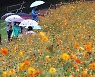 가을비 아래, 코스모스 융단[포토뉴스]