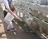 "제주에서 양에게 맘마 줬어요"