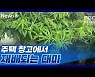 [뉴스+] 주택 창고에서 재배되는 대마