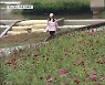 "가을을 느껴요"..코스모스로 물든 음성