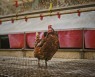 기후변화 '폭염' 최대 희생양은 닭