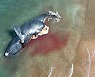 [포토] 아르헨티나 해안가의 고래 사체