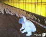 평택 산란계 농장서 AI 항원 검출…3만4000여마리 살처분
