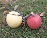 한 나뭇가지에 빨간 사과·황금 사과가 주렁주렁…영양 농부들이 개발했다