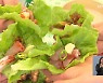 3년 만에 돌아온 ‘최남단 방어축제’…전국노래자랑도 열려
