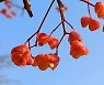 [포토친구] 11월의 참빗살나무