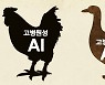 경기 이천, 전남 고흥 가금농장서 AI 항원 검출