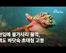 불가사리 먹어치운 초대형 고둥 포착…'신비의 섬' 백도의 비밀 [영상]
