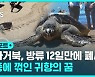 [D리포트] 방류 12일 만에 폐사…태풍에 꺾인 거북의 꿈