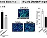 국내 연구진, ‘근감소증 치료’ 효과 美FDA 승인 약물 발굴