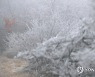 제주 해안·한라산 '첫눈'…산지 최대 7㎝ 적설 예보(종합)