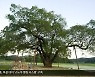 [걷고 보고 느끼고] 경북 예천의 특별한 ‘나무’들을 만나다