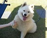 성장세 반려동물 사업 뛰어드는 제약바이오