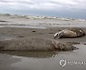 ADDITION Russia Dead Seals