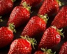겨울에 꼭 먹는 딸기, ‘의외의’ 건강 효과