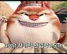 '어메이징 모리스', 역대급 마성의 고양이가 온다
