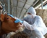 고병원성 AI·돼지열병 난리통에 3년째 잠잠한 구제역