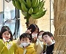 겨울에 열매 맺은 바나나
