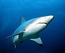 [사이테크+] "이유없는 상어 공격 작년 57건…10년래 최저"