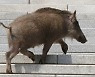 달아난 멧돼지는 어디로? 잦은 도심 출몰 '불안'