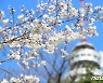 4월은 벚꽃의 계절…대구공공시설관리공단 3년 만에 '벚꽃길' 전면 개방