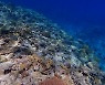 ‘지구온난화’로 따뜻해지는 바다…산호들 ‘저산소증’ 심각