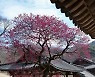 구례 화엄사 홍매화 사진 콘테스트·백일장 열려