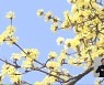 전북 이른 봄꽃 활짝…봄기운 ‘물씬’